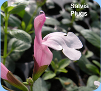 Salvia Plugs - salvia Nuchi